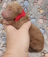 Red Collar Female, a female Goldendoodle for sale in Mocksville, NC – 7 of 9