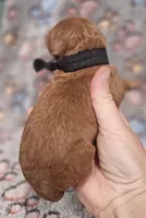 Black Collar Male, a male Goldendoodle for sale in Mocksville, NC – 2 of 10