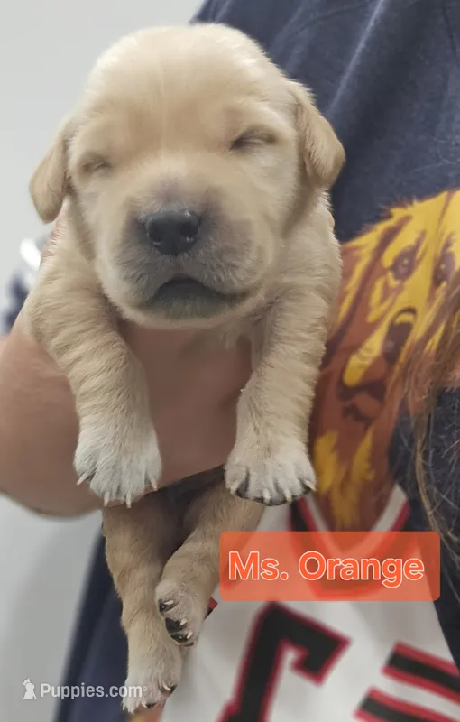Orange Collar Female  – Golden Retriever puppy for sale in Mocksville, NC
