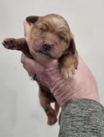 MINI GOLDEN RETRIEVER!, a female Golden Retriever for sale in Mocksville, NC – Photo 2 of 4