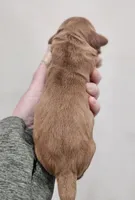 MINI GOLDEN RETRIEVER!, a female Golden Retriever for sale in Mocksville, NC – Photo 4 of 4