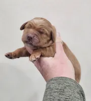 MINI GOLDEN RETRIEVER!, a female Golden Retriever for sale in Mocksville, NC – Photo 3 of 4