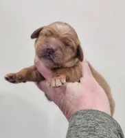 MINI GOLDEN RETRIEVER!, a female Golden Retriever for sale in Mocksville, NC – Photo 1 of 4