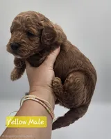 Yellow Male, a male Goldendoodle for sale in Mocksville, NC – 2 of 9