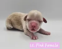 Pink Collar Female, a female Cockapoo for sale in Mocksville, NC – 1 of 6