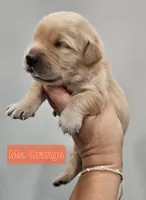 Orange Collar Female , a female Golden Retriever for sale in Mocksville, NC – 8 of 10