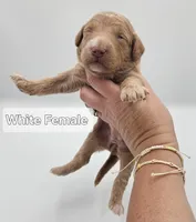 White Female , a female Goldendoodle for sale in Mocksville, NC – 1 of 10