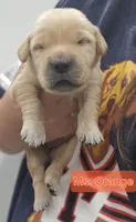 Orange Collar Female , a female Golden Retriever for sale in Mocksville, NC – 3 of 10