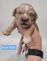 Mini Golden Retriever - Mr. Blue, a male Golden Retriever for sale in Mocksville, NC – Photo 5 of 8