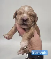 Mini Golden Retriever - Mr. Blue, a male Golden Retriever for sale in Mocksville, NC – Photo 1 of 8