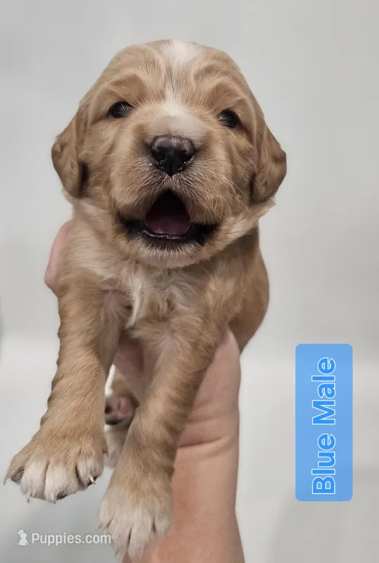 Mini Golden Retriever - Mr. Blue – Golden Retriever puppy for sale in Mocksville, NC