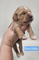 Mini Golden Retriever - Mr. Blue, a male Golden Retriever for sale in Mocksville, NC – Photo 3 of 8