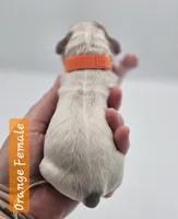 Orange Collar Female , a female Cockapoo for sale in Mocksville, NC – 7 of 8