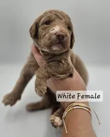 White Female , a female Goldendoodle for sale in Mocksville, NC – 8 of 8