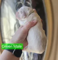 F1 Mini Male Cockapoo- Green Collar, a male Cockapoo for sale in Mocksville, NC – Photo 7 of 8