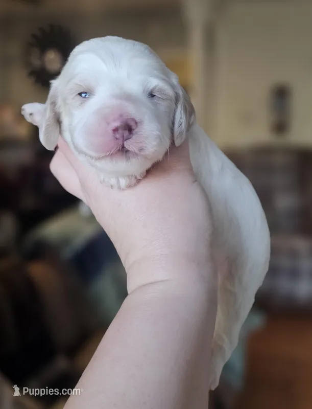 F1 Mini Male Cockapoo- Green Collar – Cockapoo puppy for sale in Mocksville, NC