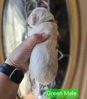 F1 Mini Male Cockapoo- Green Collar, a male Cockapoo for sale in Mocksville, NC – Photo 8 of 8