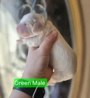 F1 Mini Male Cockapoo- Green Collar, a male Cockapoo for sale in Mocksville, NC – Photo 6 of 8