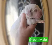 F1 Mini Male Cockapoo- Green Collar, a male Cockapoo for sale in Mocksville, NC – Photo 5 of 8