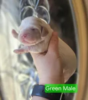 F1 Mini Male Cockapoo- Green Collar, a male Cockapoo for sale in Mocksville, NC – Photo 2 of 8