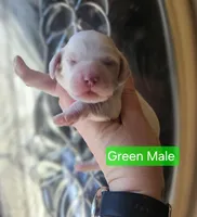 F1 Mini Male Cockapoo- Green Collar, a male Cockapoo for sale in Mocksville, NC – Photo 1 of 8