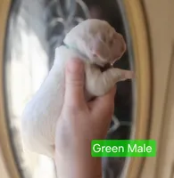 F1 Mini Male Cockapoo- Green Collar, a male Cockapoo for sale in Mocksville, NC – Photo 4 of 8