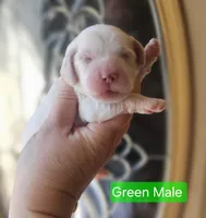 F1 Mini Male Cockapoo- Green Collar, a male Cockapoo for sale in Mocksville, NC – Photo 3 of 8