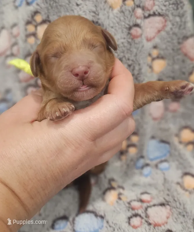 Yellow Collar Male – Goldendoodle puppy for sale in Mocksville, NC