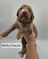 White Female , a female Goldendoodle for sale in Mocksville, NC – 6 of 8