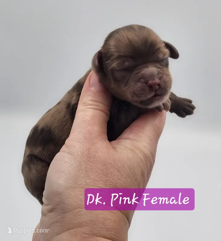 Dark Pink Collar Female  – Cockapoo puppy for sale in Mocksville, NC