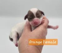 Orange Collar Female , a female Cockapoo for sale in Mocksville, NC – 6 of 8
