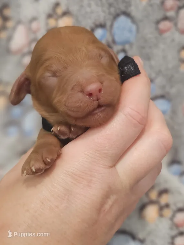 Black Collar Male – Goldendoodle puppy for sale in Mocksville, NC