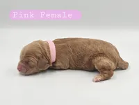 Pink Female , a female Cockapoo for sale in Mocksville, NC – 2 of 4