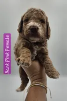 Dark Pink Female , a female Goldendoodle for sale in Mocksville, NC – 7 of 9
