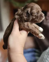 Pink Female , a female Cockapoo for sale in Mocksville, NC – 5 of 10