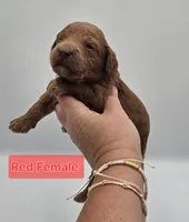 Red Female , a female Goldendoodle for sale in Mocksville, NC – 7 of 10