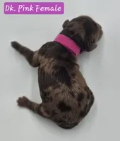 Dark Pink Collar Female , a female Cockapoo for sale in Mocksville, NC – 4 of 10