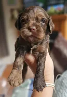 Purple Female, a female Cockapoo for sale in Mocksville, NC – 10 of 10
