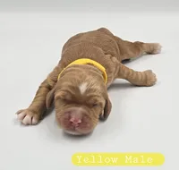 Yellow Male, a male Cockapoo for sale in Mocksville, NC – 2 of 5