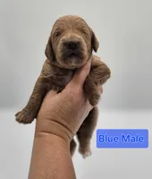 Blue Male , a male Goldendoodle for sale in Mocksville, NC – 7 of 9