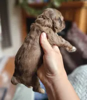 Pink Female , a female Cockapoo for sale in Mocksville, NC – 3 of 10