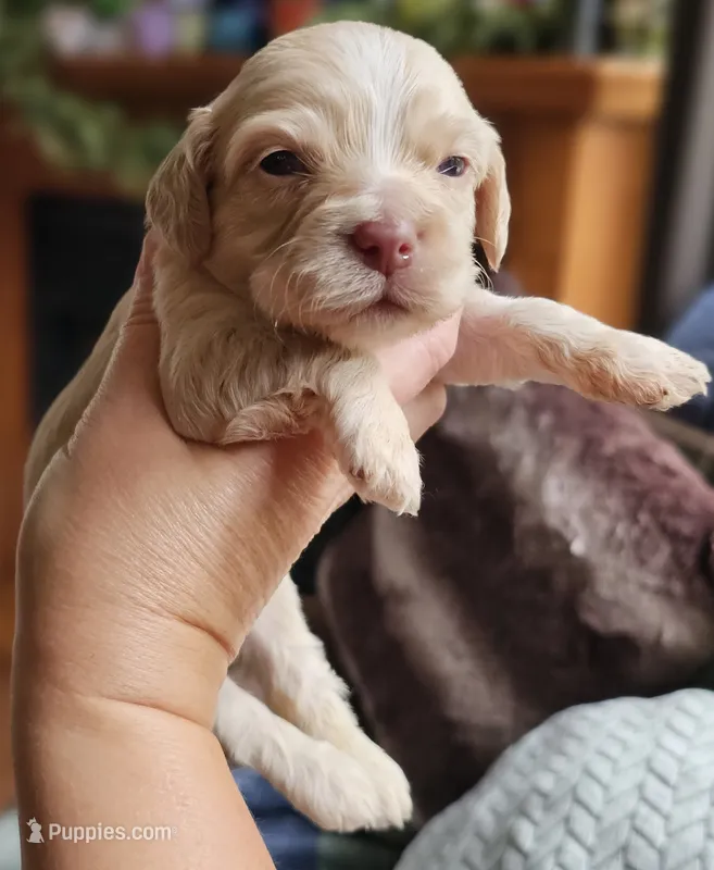Red Female – Cockapoo puppy for sale in Mocksville, NC