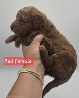 Red Female , a female Goldendoodle for sale in Mocksville, NC – 2 of 10