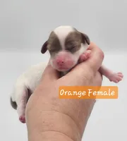 Orange Collar Female , a female Cockapoo for sale in Mocksville, NC – 2 of 8