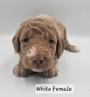White Female , a female Goldendoodle for sale in Mocksville, NC – 3 of 8