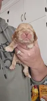 Blue Collar Male, a male Cocker Spaniel for sale in Mocksville, NC – 4 of 9