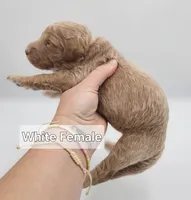 White Female , a female Goldendoodle for sale in Mocksville, NC – 2 of 10