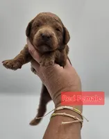 Red Female , a female Goldendoodle for sale in Mocksville, NC – 8 of 10