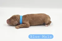Blue Male, a male Cockapoo for sale in Mocksville, NC – 4 of 4