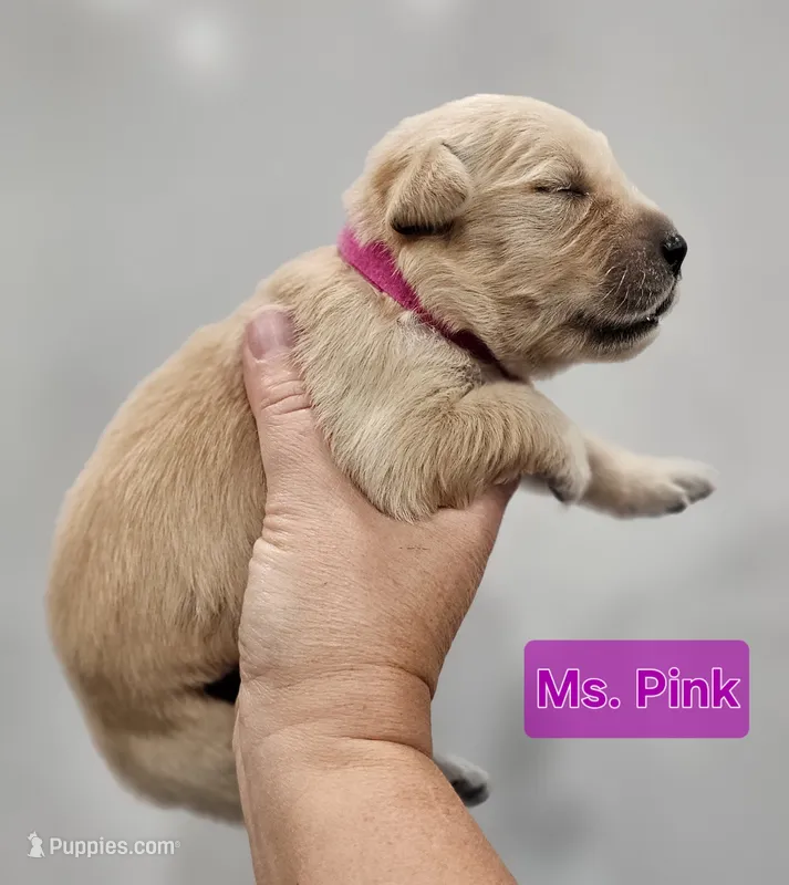 Pink Female  – Golden Retriever puppy for sale in Mocksville, NC